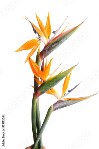 Beautiful strelitzia flower...
