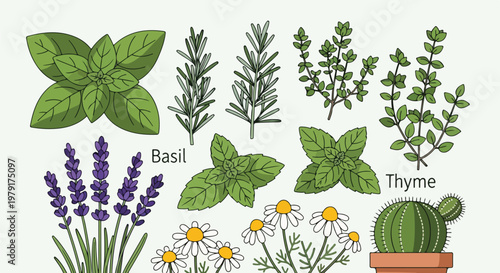 Herbs and plants with leaves and flowers.