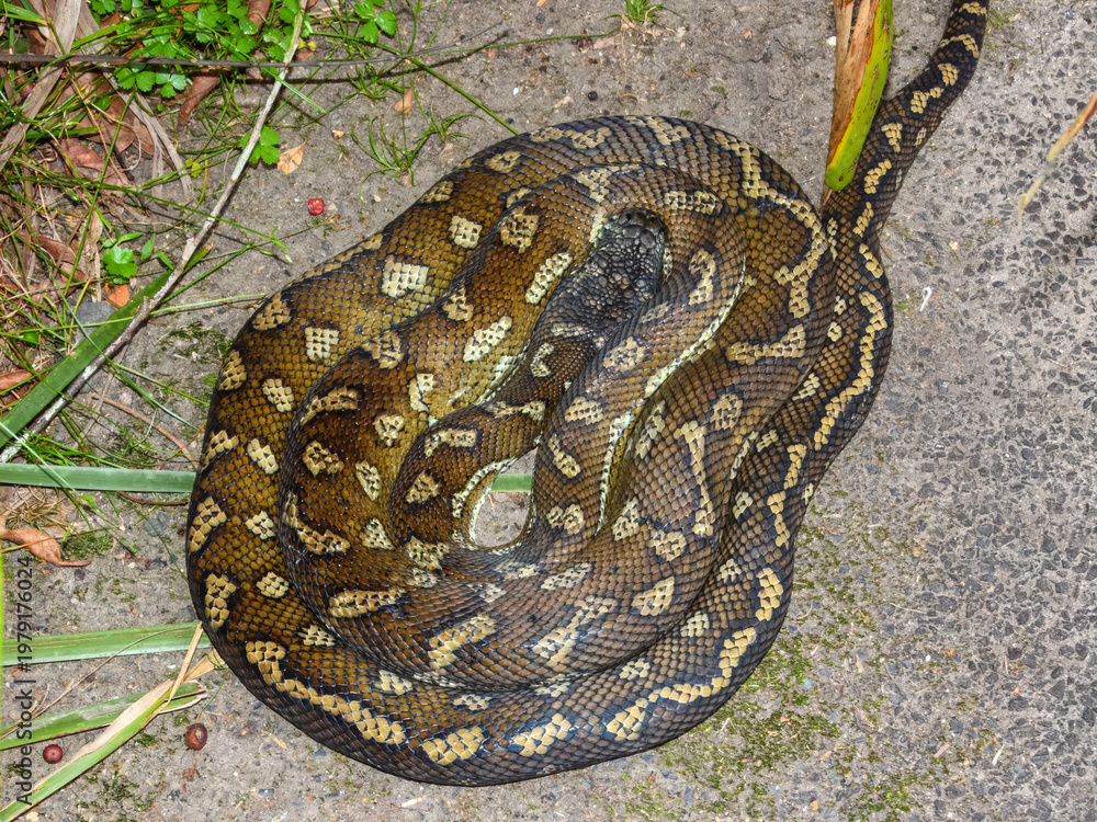 Naklejka premium Carpet Python (Morelia spilota) in Australia