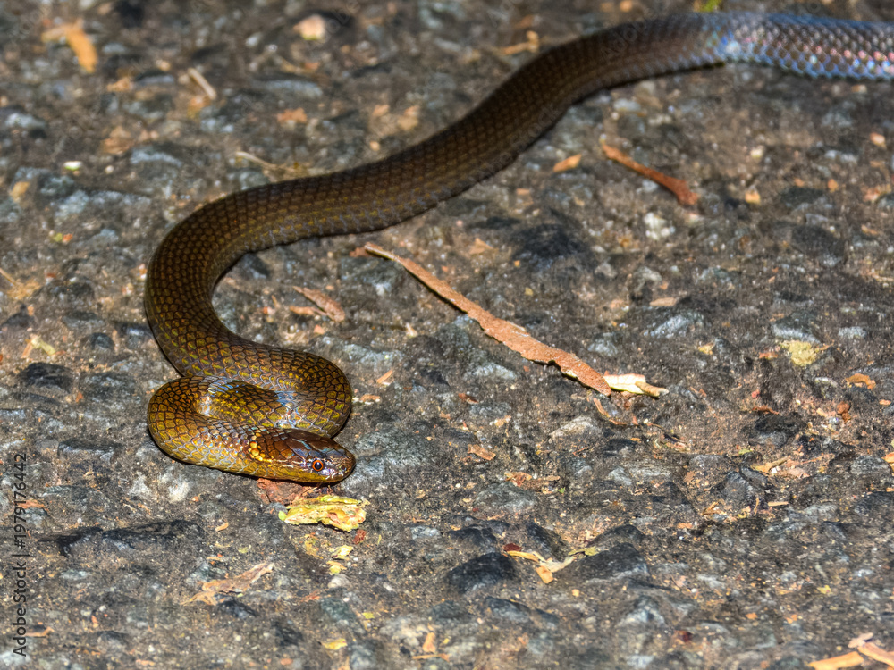 Obraz premium Dwarf Crowned Snake (Cacophis krefftii) in Australia