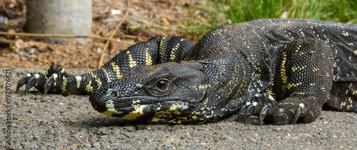Εκτύπωση καμβά Lace Monitor (Varanus varius) in Australia