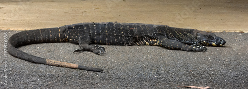 Schilderij op canvas Lace Monitor (Varanus varius) in Australia