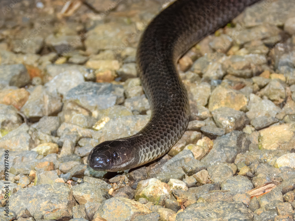 Obraz premium Small-eyed Snake (Cryptophis nigrescens) in Australia