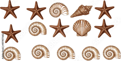 Starfish and seashell collection set with spiral shells conch and scallop marine beach elements vector illustration for ocean design