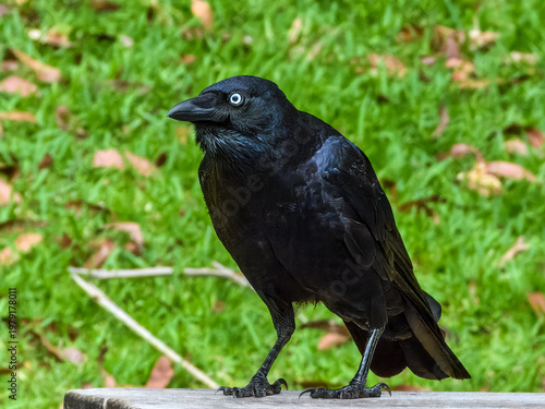 Torresian Crow (Corvus orru) in Australia