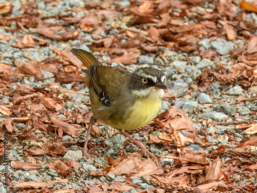 White-browed Scrubwren (Sericornis frontalis) in Australia
