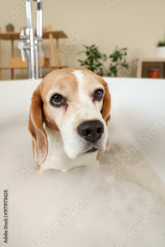Cute Beagle dog taking bath...