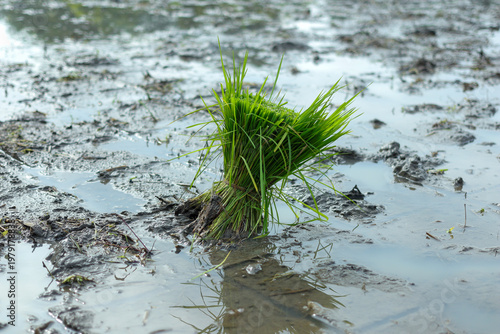 Fotografie Bundles of green rice seedlings