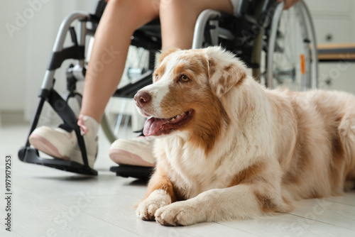 Service dog near woman in w...