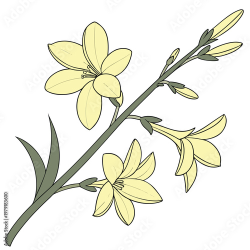 yellow winter jasmine flower on white background