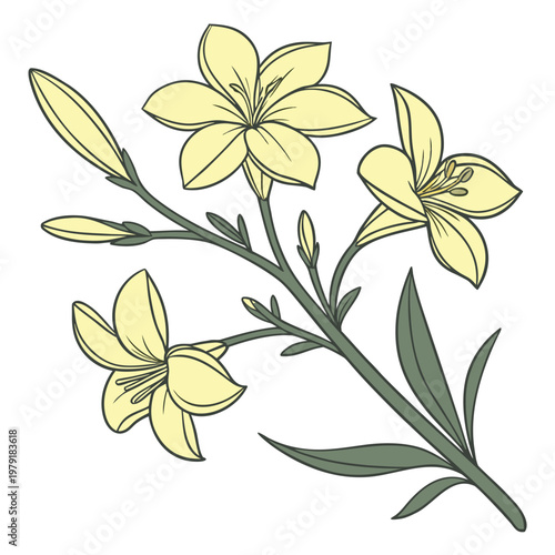 winter jasmine flower on white background