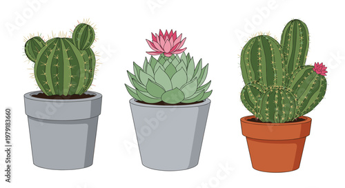 Collection of assorted cactus plants in grey and terracotta pots featuring sharp needles and vibrant pink flowers.