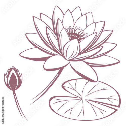 water lily pink flower silhouette on white background