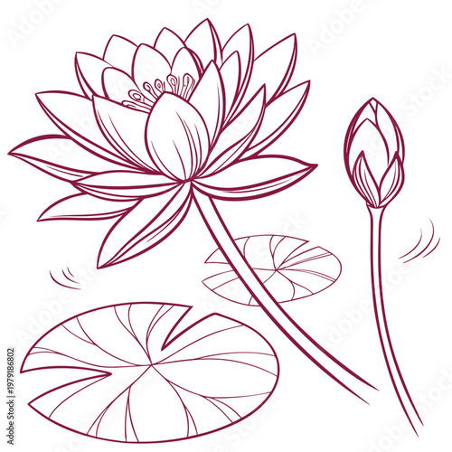 vector illustration of water lily pink flower on white background