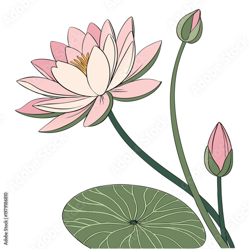 water lily pink flower on white background