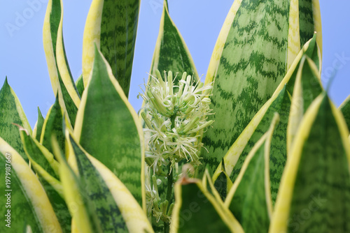 Blooming inflorescence of white flowers on a long floral arrow. Houseplant sansevieria.