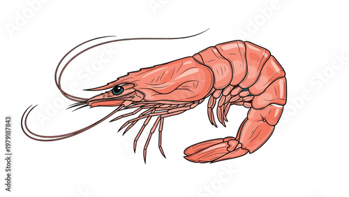 Realistic color illustration of a single shrimp or prawn with long antennae shown from the side against a plain white background for food.