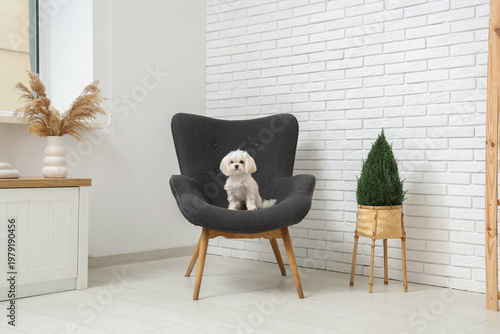 Cute Maltese dog in armchai...