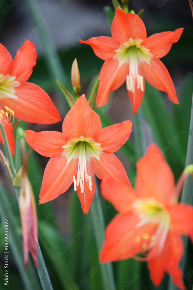 Obraz premium Vibrant Orange Flowers with Green Stamen in Lush Green Setting