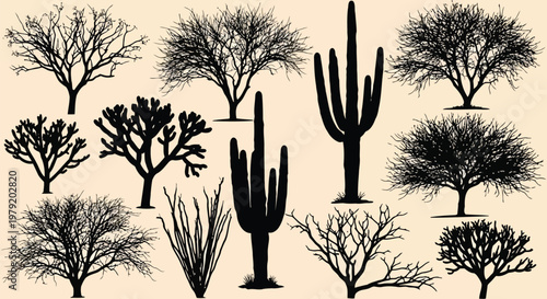 A collection of various desert trees and cacti