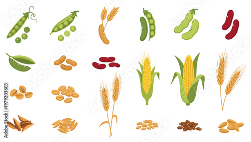 Assorted collection of legumes, grains, and cereals like peas, beans, corn, and wheat highlights healthy plant-based food ingredients for nutrition.