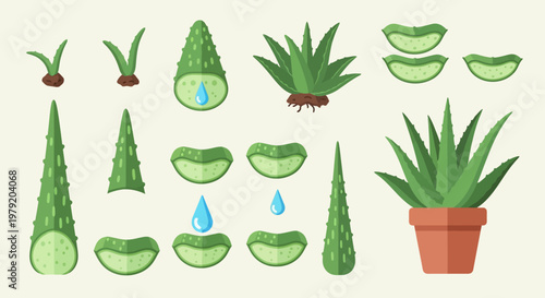 Aloe Vera Plant Growth Stages and Slices with Water Droplets