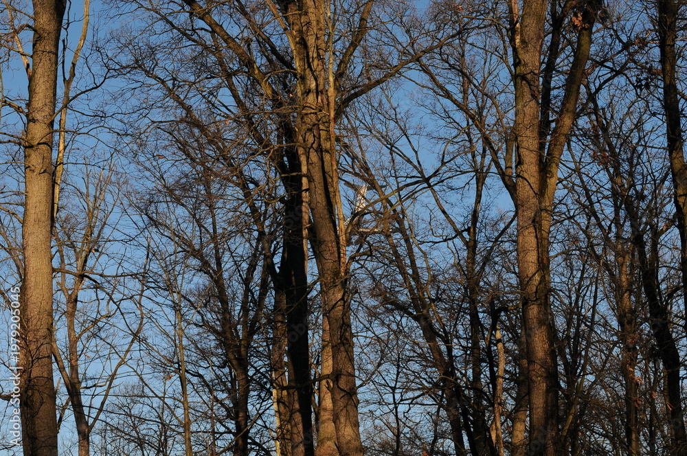 Fototapeta premium Bare Trees in Winter Forest Against Blue Sky