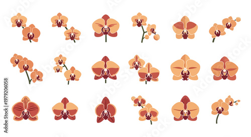 Collection of Orchid Flowers, Tropical Botanical Elements, Vector Illustration