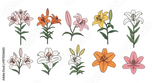 Tableau sur toile Collection of Various Lily Flower Illustrations