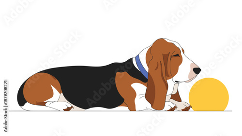 Cute basset hound dog with long ears and a blue collar is lying down on the ground next to a large yellow ball.