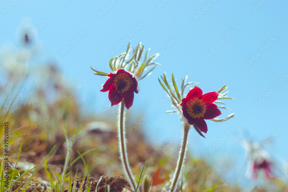 Obraz premium 할미꽃 (Pasqueflower)