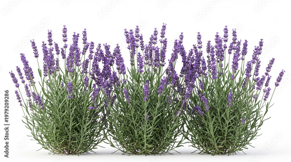 Obraz premium A vibrant bush of blooming purple salvia flowers with dense green foliage and tall upright spikes