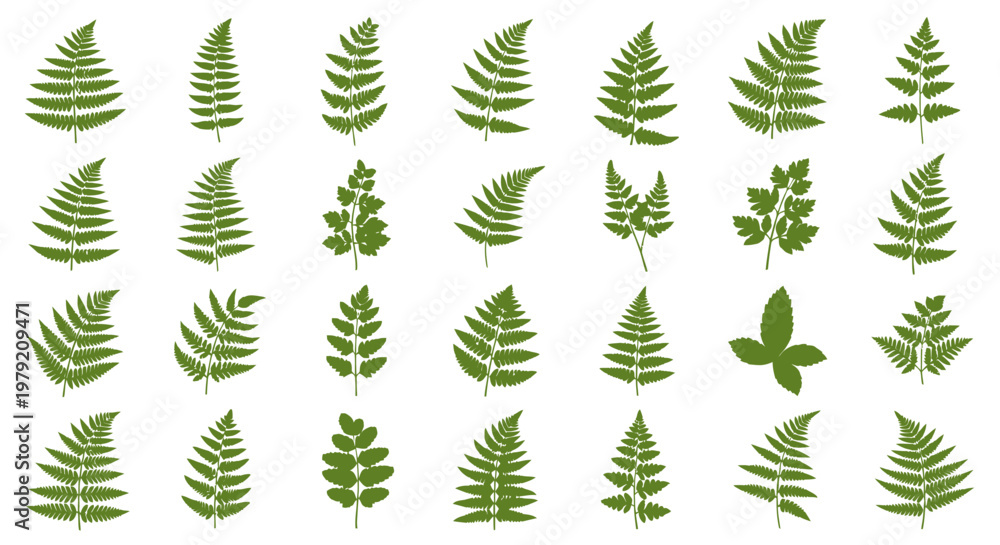 Fototapeta premium Green Fern Leaves Collection - Botanical Illustration Set