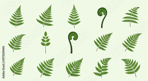Green Fern Leaves and Fronds Illustration Set