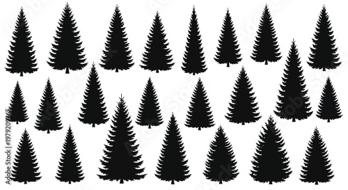A group of black pine trees