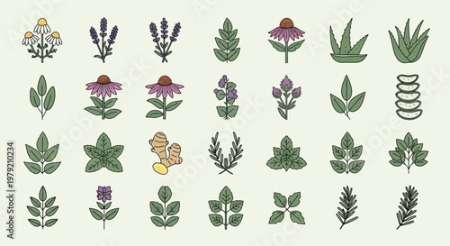Herbal Medicine Collection: Diverse Botanical Illustrations for Natural Remedies
