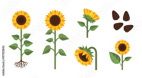 Sunflower Set: Blooming, Growing, Seeds, and Flower Heads