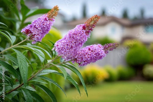 Buddleja davidii butterfly bush blooming in garden