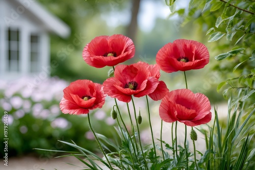Vibrant red poppies blooming in home garden