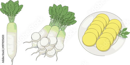 Daikon radish illustration set with whole roots, bunch and sliced pieces on plate isolated on white background, fresh vegetable vector