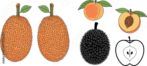 Exotic fruits vector illustration set including jackfruit durian peach orange and apple with outline and detailed tropical fruit elements