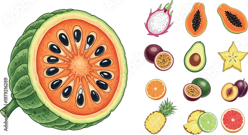 Exotic tropical fruits collection vector illustration including papaya passion fruit pineapple citrus avocado starfruit and gac fruit isolated