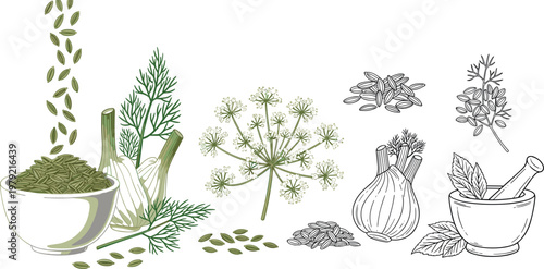 Fennel seeds and bulb botanical illustration set with dill flower spice bowl and herbal sketch elements vector isolated