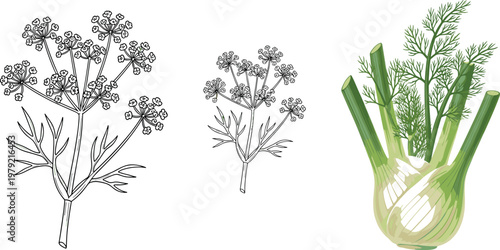 Fennel plant vector illustration with bulb and dill flowers botanical sketch and outline herb elements isolated on white background
