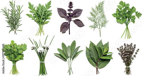 Fresh aromatic herbs collection vector illustration including basil rosemary dill parsley sage bay leaves and cilantro bundles isolated on white background