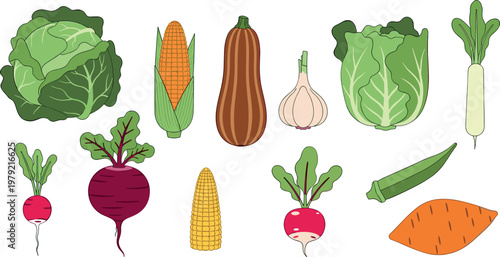 Fresh farm vegetables collection vector illustration including cabbage corn garlic radish beetroot okra sweet potato and squash isolated on white background