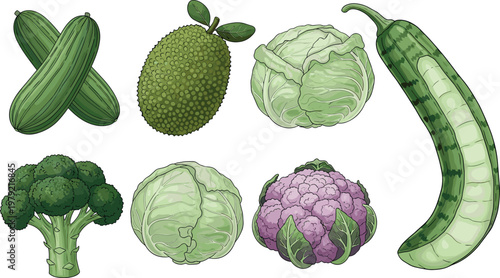 Fresh green vegetables and tropical jackfruit vector illustration set including cucumber cabbage broccoli cauliflower and long gourd isolated
