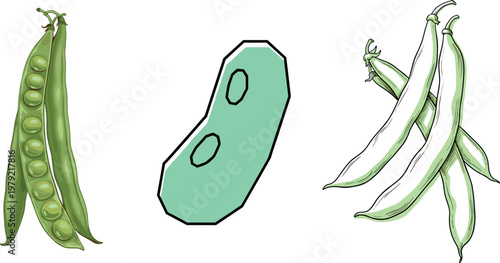 Green bean pod vector illustration set featuring peas in pod sliced bean shape and fresh legumes isolated on white background