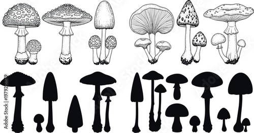 Hand drawn mushroom collection vector set with detailed botanical ink illustrations and silhouette shapes of various forest fungi species