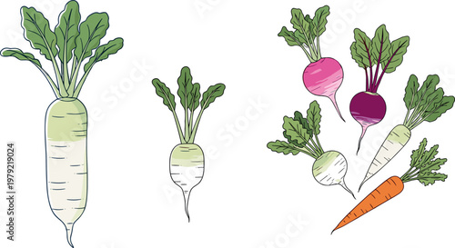 Hand drawn root vegetables vector illustration set featuring radish turnip carrot and daikon with leafy tops isolated on white background